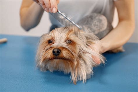Basic Grooming Plan - Vets for Pets