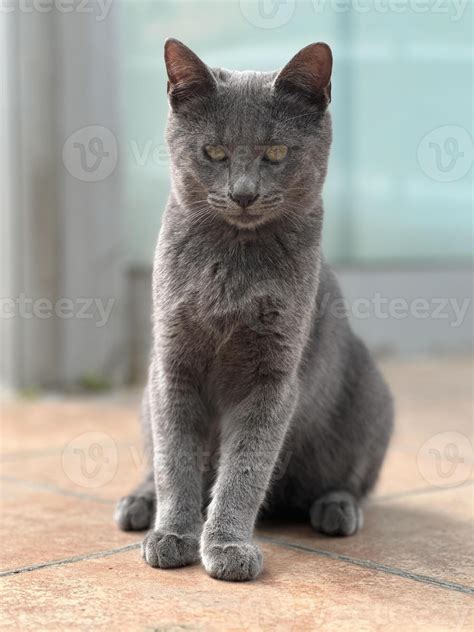 Shorthair grey cat with intense, focused eyes sits calmly on a tiled