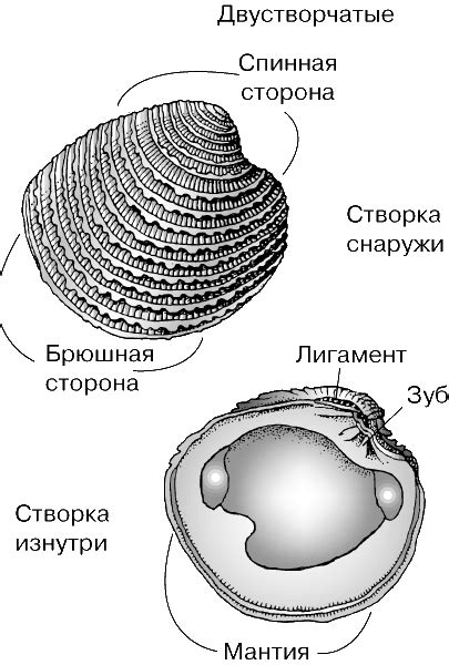 РАКОВИНЫ | Энциклопедия Кругосвет