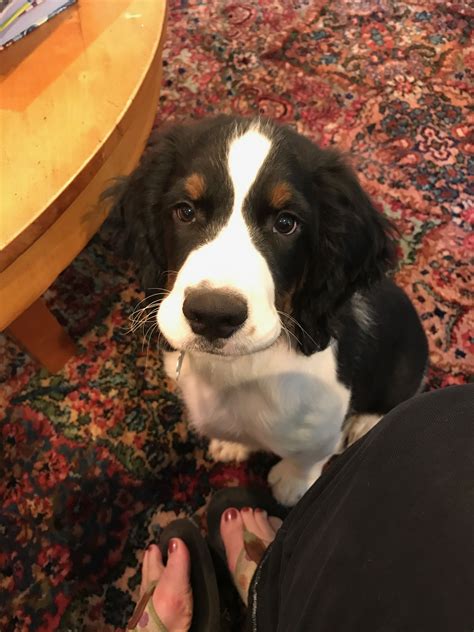 Tri color English Springer Spaniel | English springer spaniel puppy, Springer spaniel, English