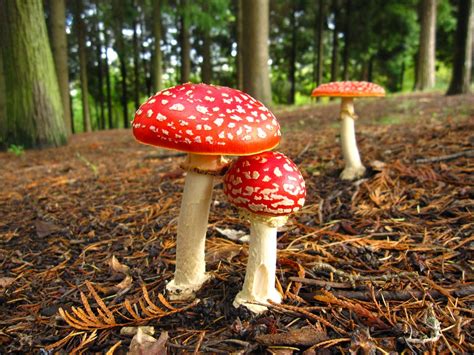 [PHOTOGRAPHY] Amanita Muscaria Wallpapers | Art And Home Wallpaper HD