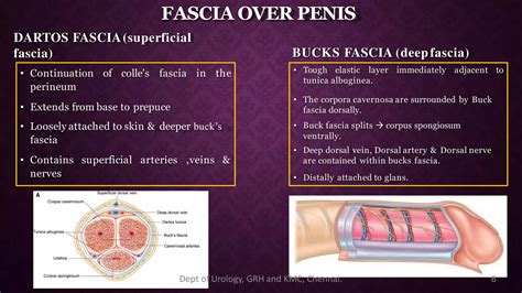 penis erection physiology