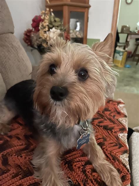 My Yorkie, Max has Luxating Patella (grade 3) on both back legs. He