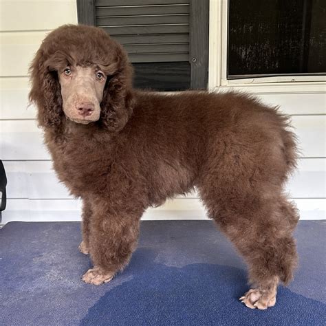 Red-eared Slider Turtle Reptiles for Sale in New York - PetzLover