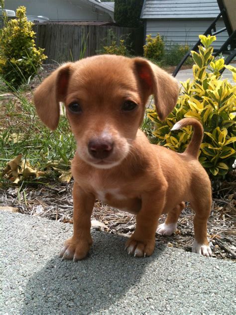 Chiweenie hybrid dogs mexican hotdog – Artofit