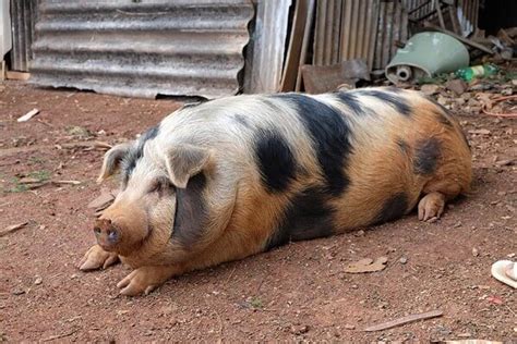 O Que Significa Sonhar Com Porco Morto - Sonhar com porco morto: o que significa? É mau sinal?