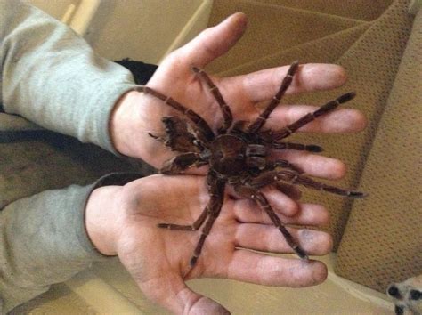 For sale theraphosa blondi Goliath bird eater | Reptile Forums