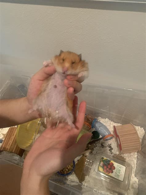 what happens if hamster losing hair naturally 2