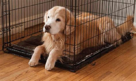 5 Ways To Potty-Train Your Furry Friend Out Of The Crate