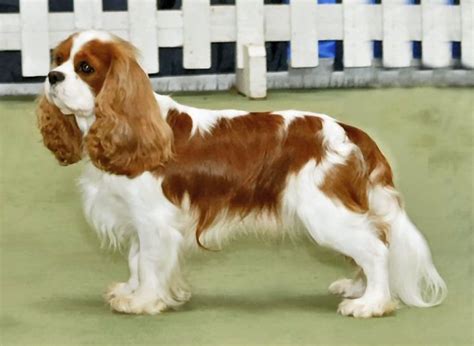 cavalier king charles spaniel wikiwand