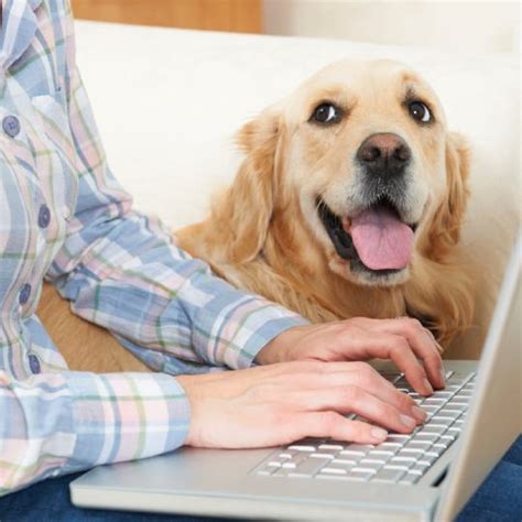 payment options  veterinary care summers ridge veterinary clinic