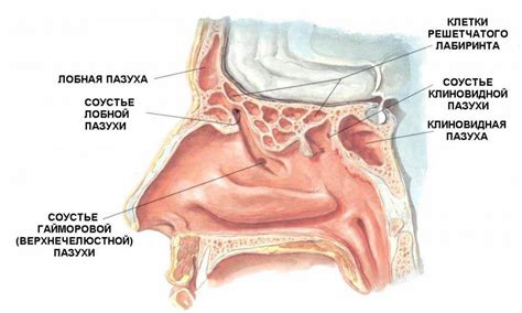 Насморк после синус-лифтинга - SinusLifting.ru