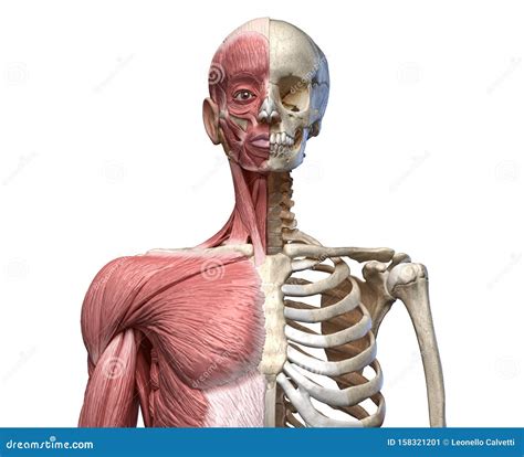 Tronco No Corpo Humano