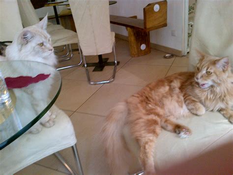 Cat Café - Beauty And The Dirt