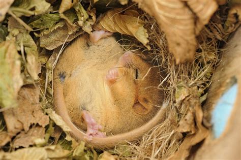 hazel dormouse  wild