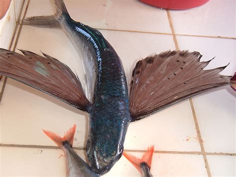 Singot sa barongoy (Sweats From Flying Fish): flying fish (barongoy)