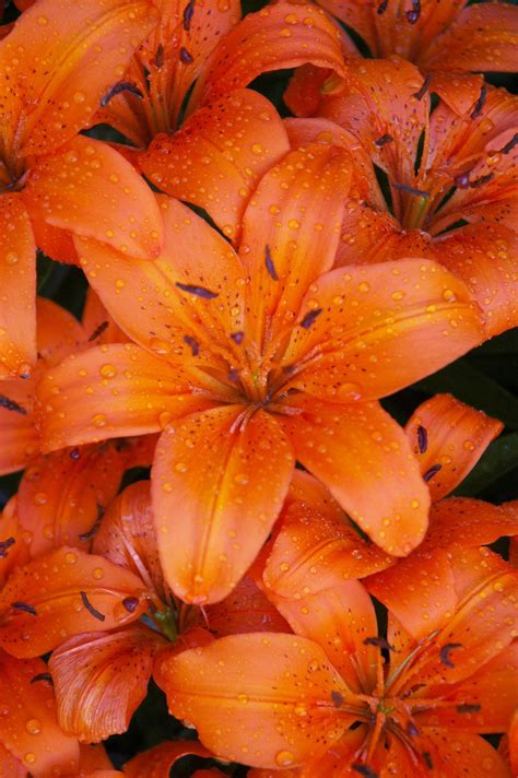 Tiger Lily Wallpapers - Top Free Tiger Lily Backgrounds - WallpaperAccess
