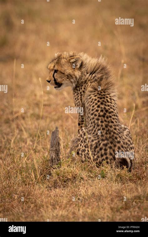 Cheetah cub sitting in savannah looks left Stock Photo - Alamy