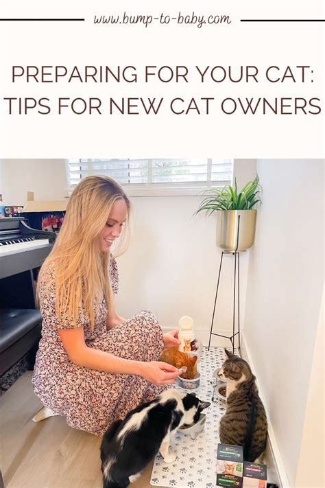 preparing   cat tips   cat owners alex gladwin blog