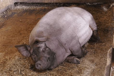 Largest Pig Ever Recorded - Animals Around The Globe