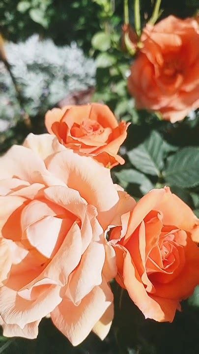 Увядшие цветы #розы #дача #plants #rose #ландшафтныйдизайн - YouTube