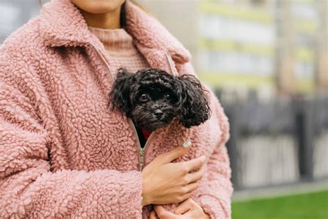 Are Poodles Clingy? – The Truth About Poodle Personality