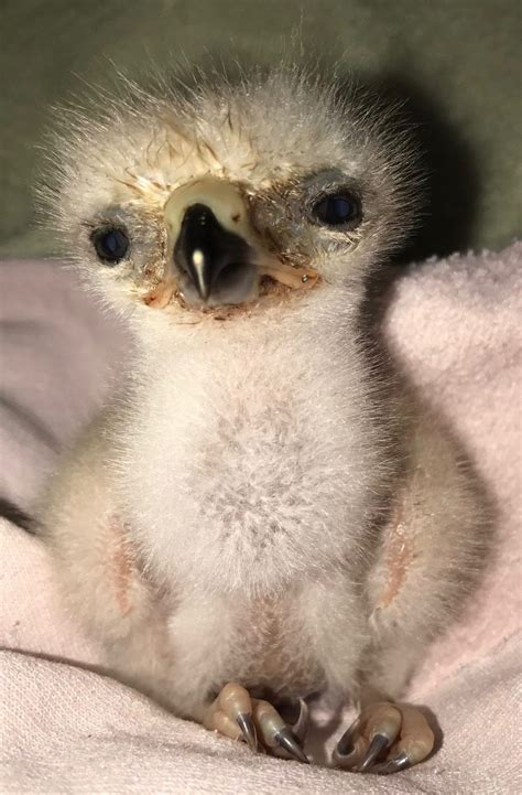 Baby Hawk Bird