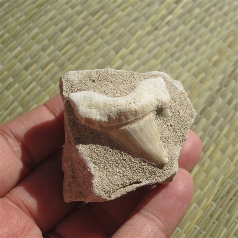 Shark Tooth Fossil/ Shark Tooth Fossil on Matrix Shark Tooth - Etsy