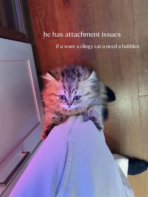 Meet Bubbles, my scottish kitten 🫧 | Gallery posted by azariamckinnon