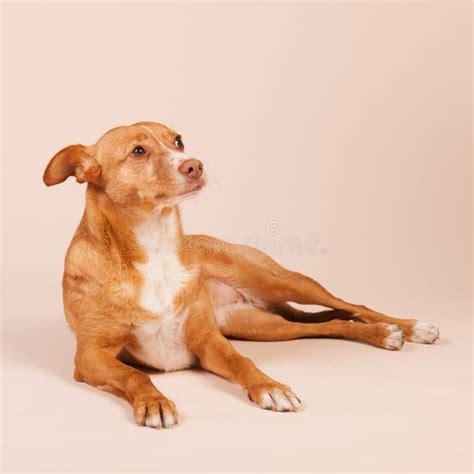 Podenco andaluz stock photo. Image of female, race, domination - 123893366