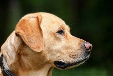 labradors    pets mommys memorandum
