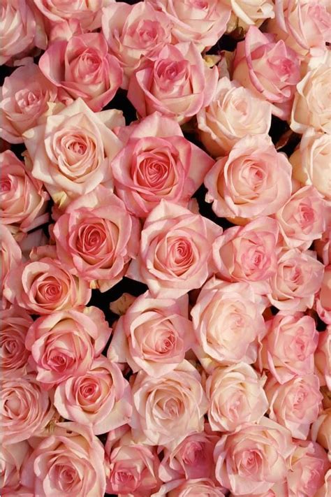 delicate pink roses aesthetic wallpapers   devices