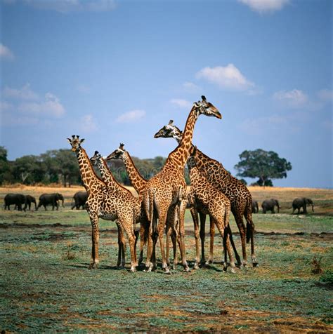 Giraffe stock photo. Image of plain, forest, savanna - 50422450