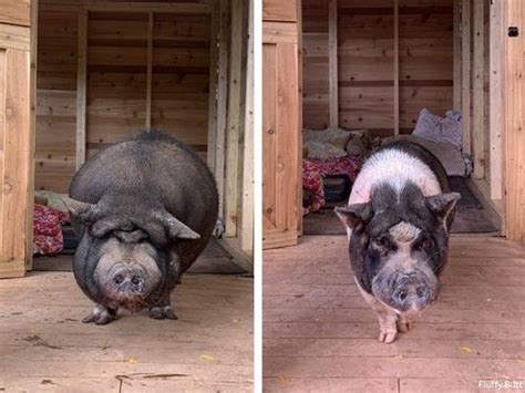 Pigs Saved From Now-Closed Middlesex County Petting Zoo | Woodbridge ...