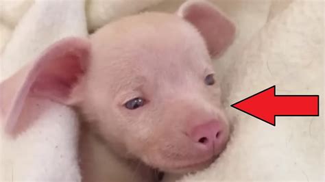 Приютили несчастного розового щеночка! Но не ожидали каким он вырастет ...