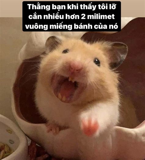 meme  chuot song dong cung nhung khoanh khac hai huoc
