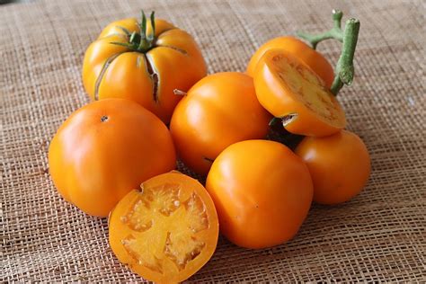 HURMA Graines | Le Tomatologue