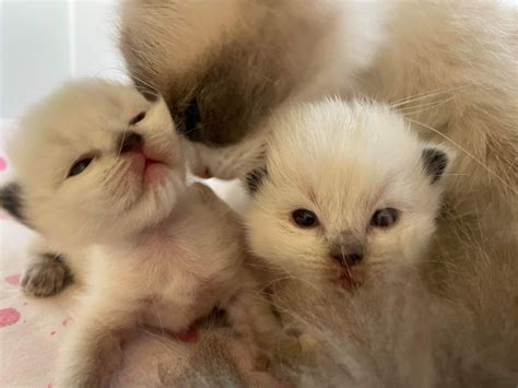 British Shorthairs... - British Shorthairs Australia Miriella