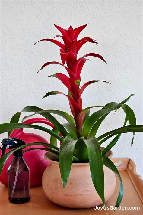 Bromeliad Care: How to Successfully Grow Bromeliads Indoors