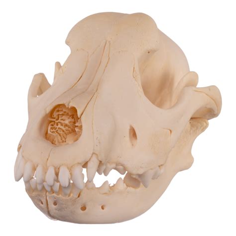 unique offerings  skulls unlimited skulls unlimited international