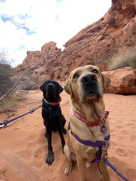 Training Methods — Woof! San Diego | Dog Trainer