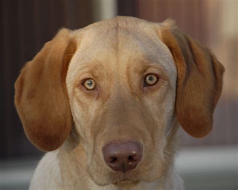 Eye Color For Yellow Lab at Beulah Alice blog