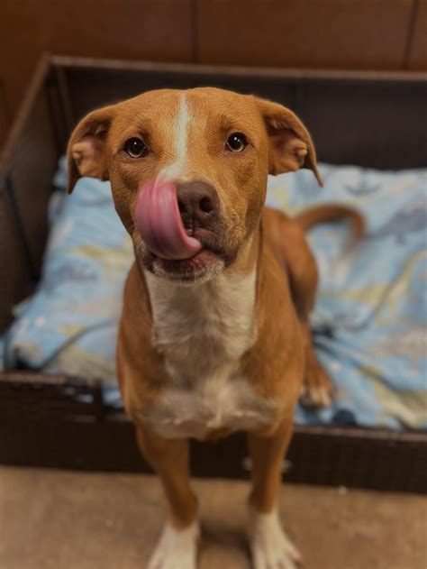 irving animal services 4