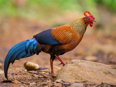 jenis ayam hutan langka peternak ayam cemani  kedu