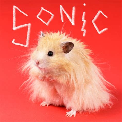 110+ Cute Hamster Names for Your Pint-Size Pet