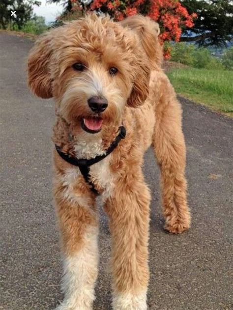 Goldendoodle | Poodle cross breeds, Goldendoodle puppy, Goldendoodle ...