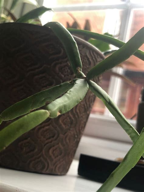 Our Care Guide for Rhipsalis (Mistletoe Cacti)