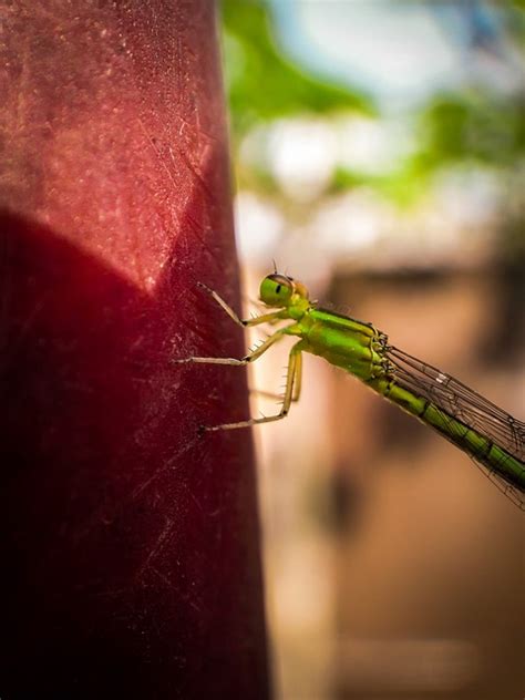 insecte vert ornement des photo gratuite sur pixabay pixabay