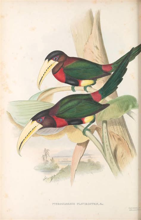 Ботанические иллюстрации. ТУКАН Тука́новые (лат. Ramphastidae) / Toucan