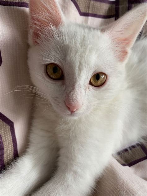 белая кошка, турецкая кошка, глаза, Милка | Animals, Pets, Cats